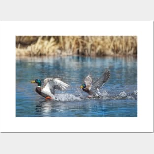 Canadian Ducks Flying on a Pond Posters and Art